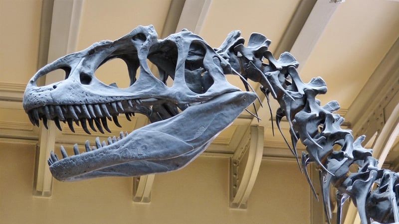 Witness Dinosaurs